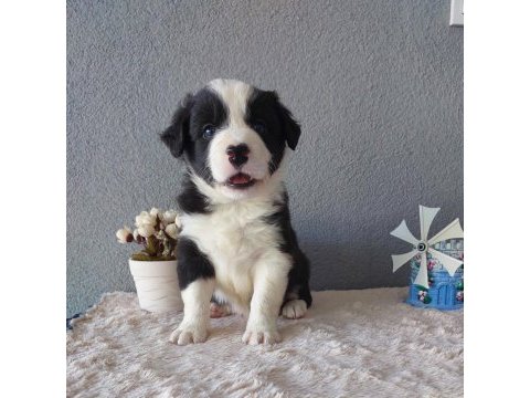 Border collie yavru köpeklerimiz