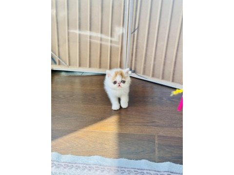 İran kedileri