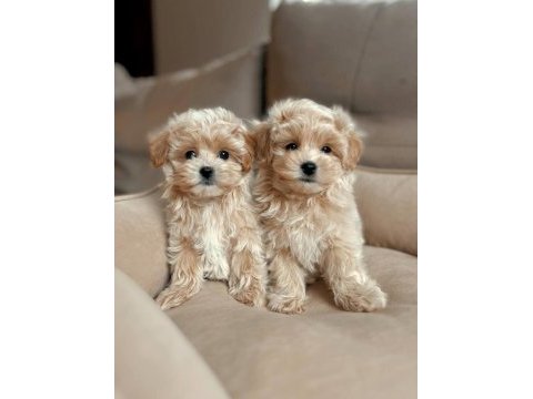 En iyisine sahip olmak için maltipoo yavrular