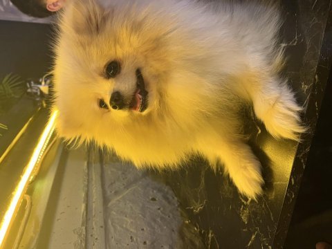 Pomeranian dişi 1,5 yaşında