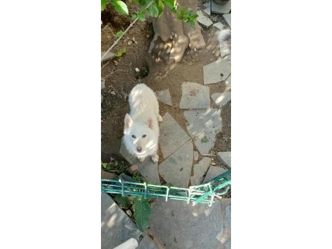 Antalyadan anne altından 5 aylık dişi sibirya kurdu