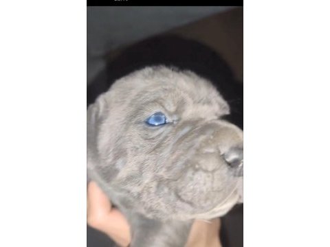 Eskişehir içi yavru gri cane corsolar