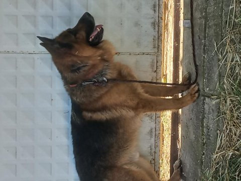 Akıllı ve sadıktır yavrular 1 aylık 7 tane erkek alman kurdu