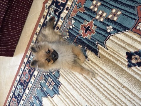 Pomeranian 4 aylık
