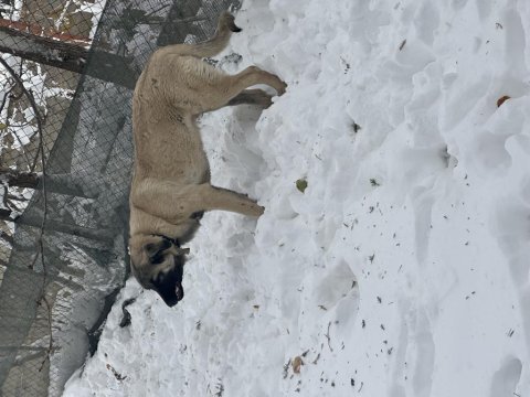 Hakiki kangal 6 aylık