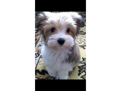 Morkie adrese teslim, kapıda ödeme yapabilirsiniz