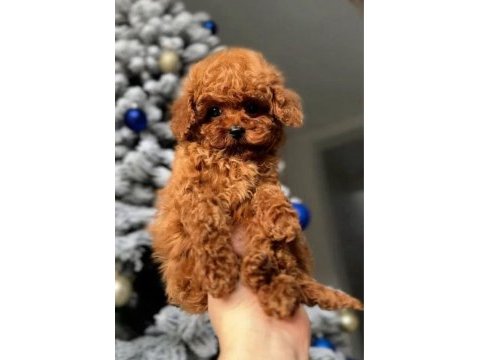 Şampiyon kore poodle bebeklerim