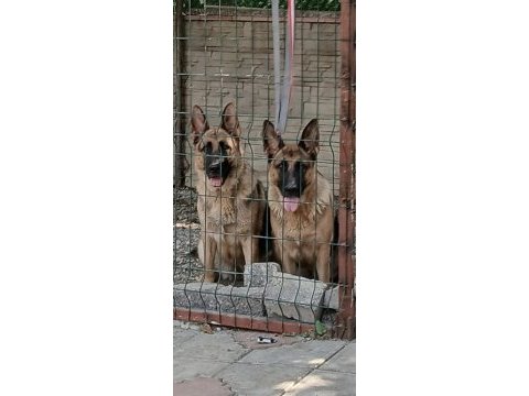 Safkan k9 yavrular yeni sahiplerini bekliyor