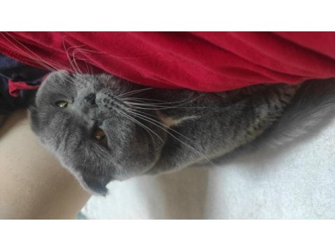 Yakışıklı scottish fold oğlum loki