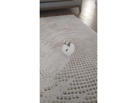 Yavru netherland dwarf tavşan