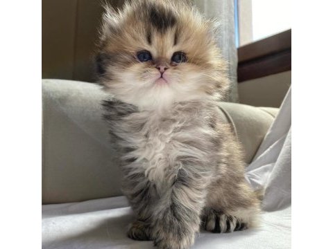 Blh ny25 british longhair bebeğimiz yeni ailesini bekliyor