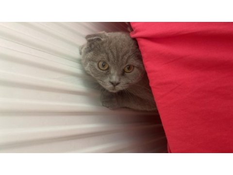 Scottish fold erkek 9 aylık ilk aşısı tam