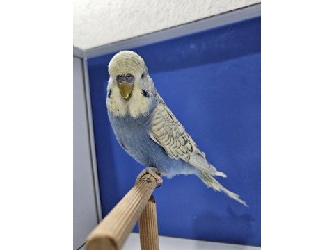 Yeni yeme düşen muhabbet kuşu jumbo yavrular