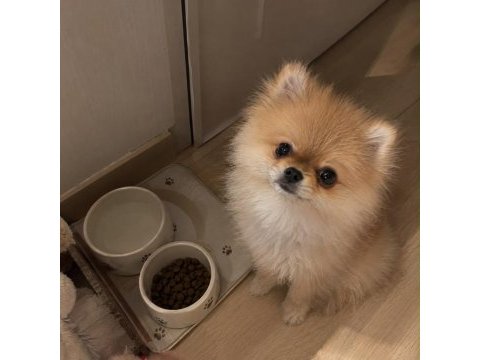 İyi bir aileye gitmesi dileğiyle pomeranian