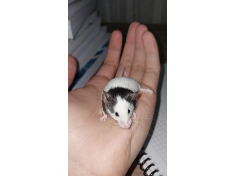 Panda mice yavrularımız