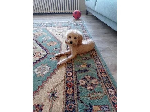 Oyuncu max toy poodle