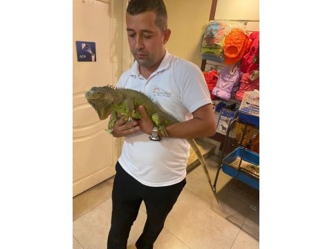 Ele omuza alışkın erkek ve dişi iguanalarimiz ilanda