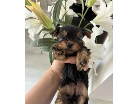 A kalite yorkshire terrier bebeklerimiz