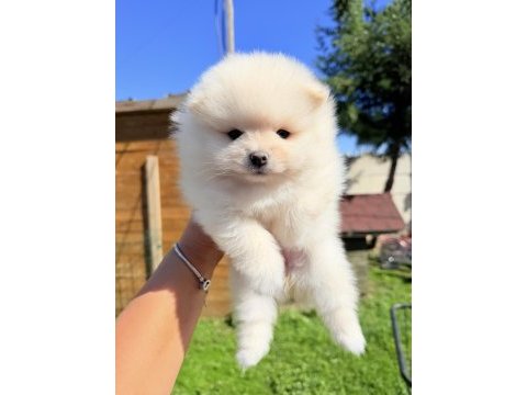 Ayıcık yüzlü sevimli pomeranian yavrularımız