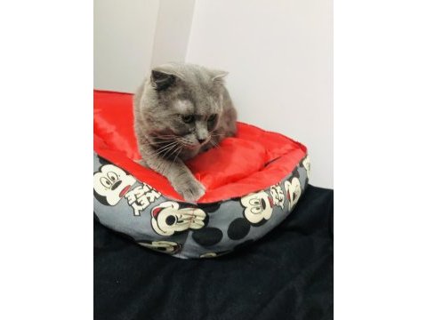 Oğlumuz mıncır scottish fold