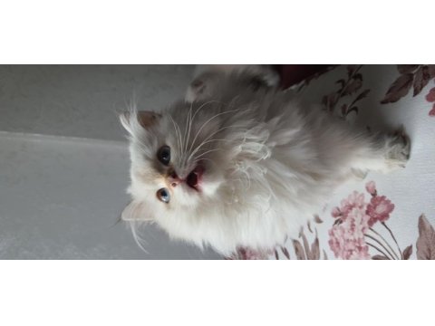 Minnoş scottish fold longhair golden safkan yavru