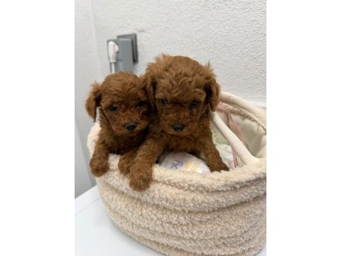 Kg garantili toy poodle yavrular