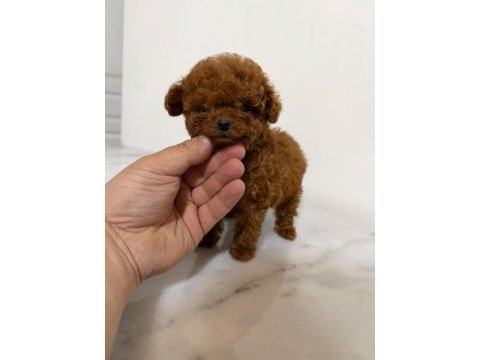 Gerçek kore poodle yavrular