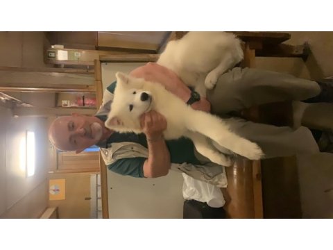 Samoyed 4 aylık aşıları tam yavru