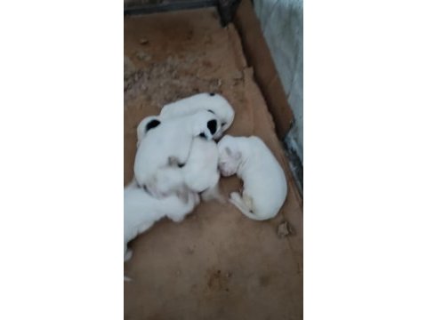 Aktif avcı ana babadan setter yavruları