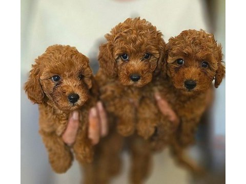Toy poodle bebekler