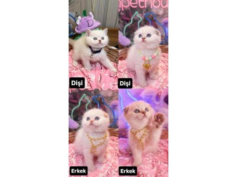 Safkan british shorthair ve scottish fold yavrular