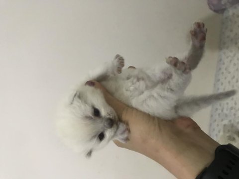 British shorthair yavru kedimiz