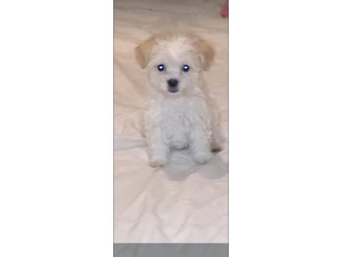 Yeni terrier yavrularımız sahiplerini bekliyolar