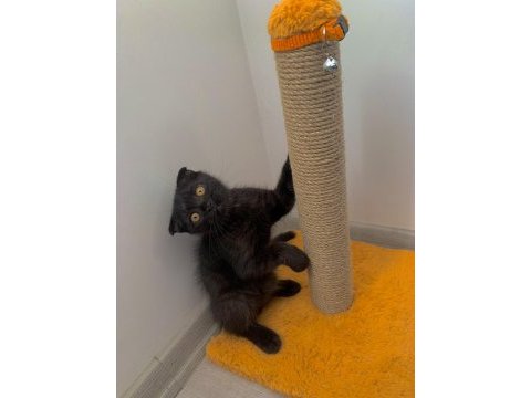 Yakışıklı scottish fold oğluma yuva arıyorum