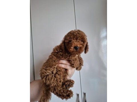 Yavru erkek toy poodle