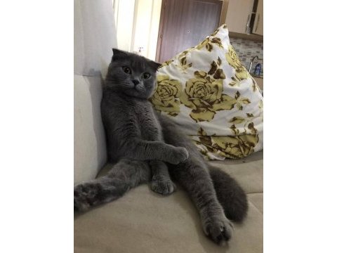 Sevimli uysal scottish fold