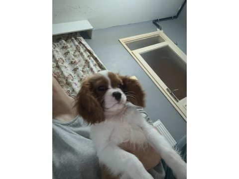 Ev ortamından safkan yavru köpekler