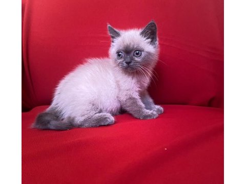 Blue point british shorthair bebekler
