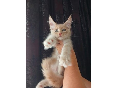 Mucize cattery pet ve üretim için maine coon