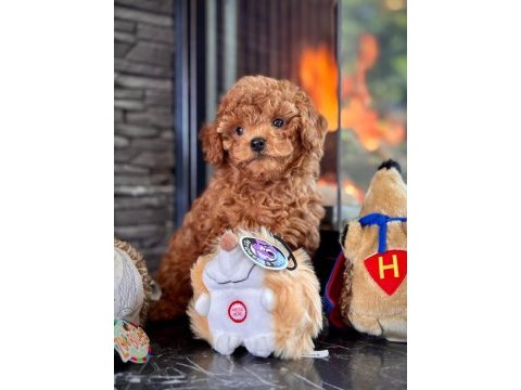 Red brown toy poodle yavrulari istanbul 