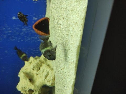 Masva yavru tropheus