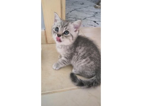 British shorthair yavrular teslime hazır