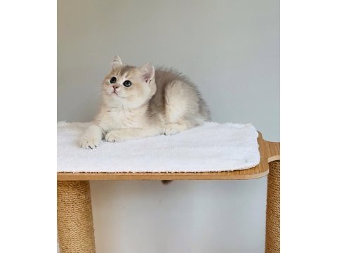Safkan anne baba şecereli british shorthair ay11 kodunda