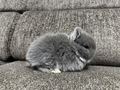 Holanda lop mini lop cüce tavsan tavşanlar gonderim var