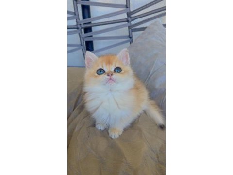 British golden ny12 longhair bebek