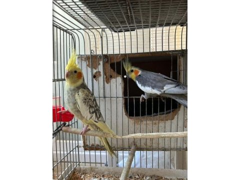 Grey pied sultan papağanı takım
