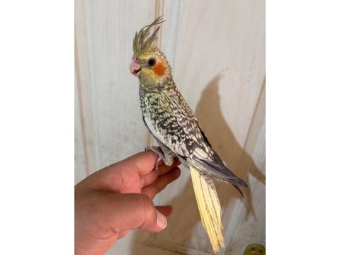 50 günlük kusursuz pearl sultan papağanı bebek
