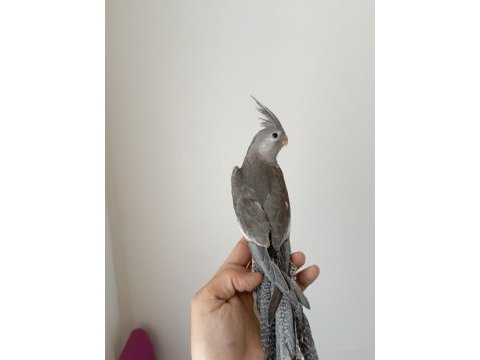 Full evcil nadir renk sultan papağanı yavrusu