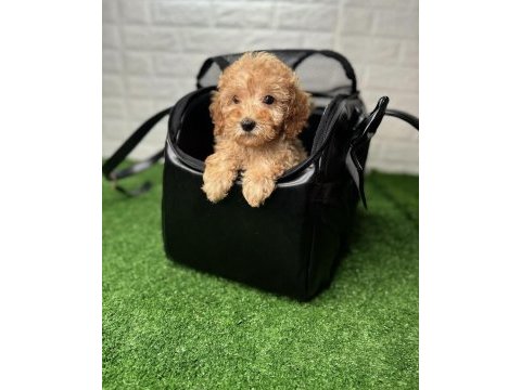Çanta dolusu maltipoo yavruları