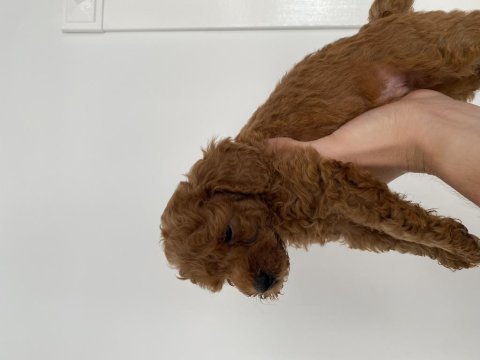 50 günlük toy poodle bebekler